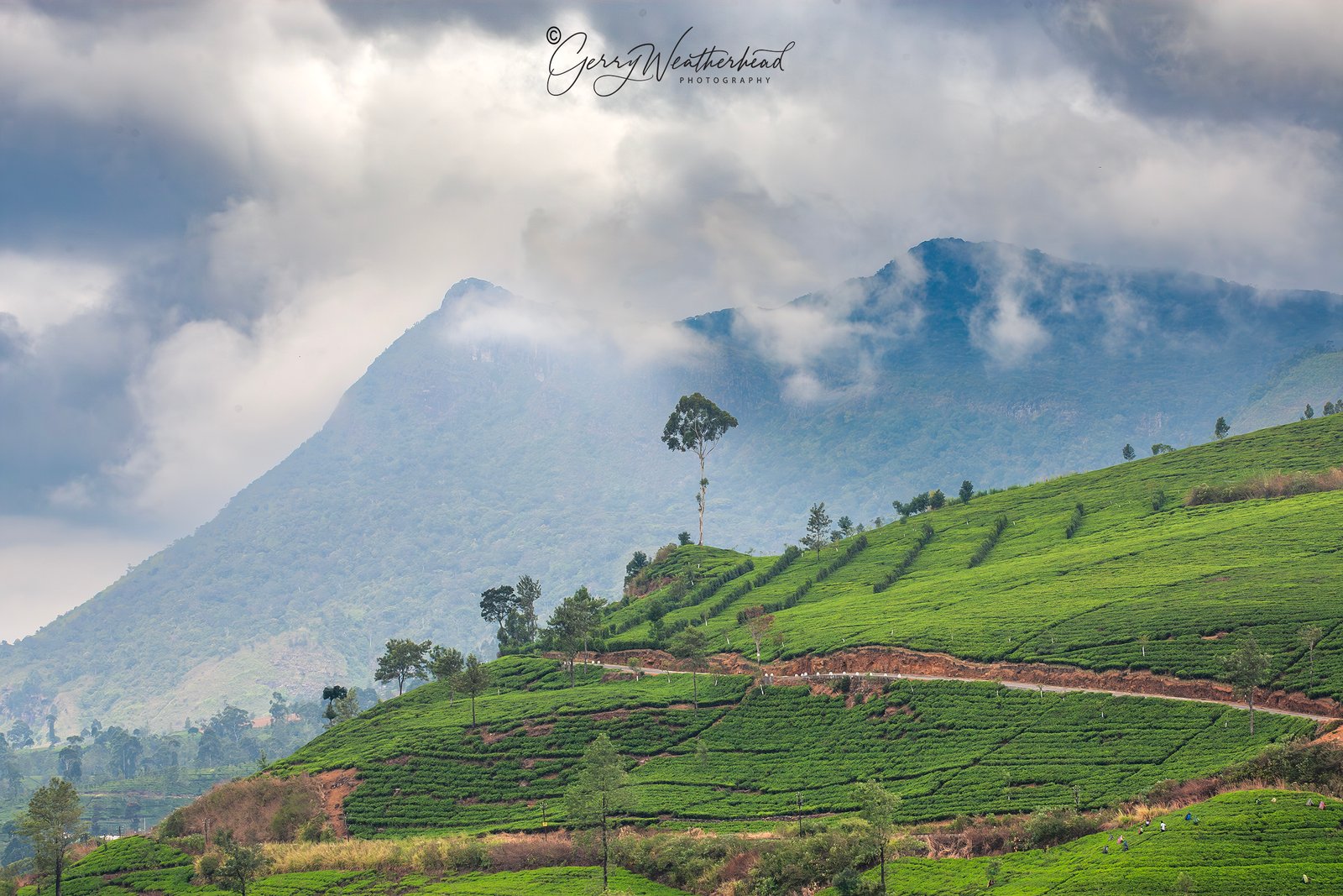 Tea hills and misty mountain landscape in Sri Lanka